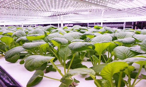  Intelligent plant factory - can grow hydroponic grass and vegetables