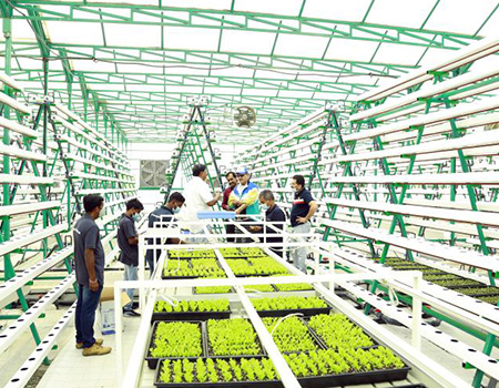 Hydroponic NFT Channel System