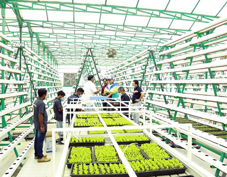 NFT Hydroponic system