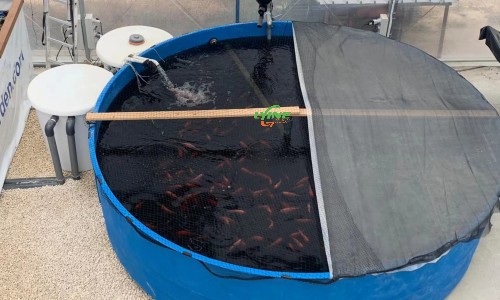 Aquaponics System