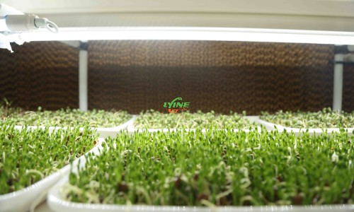  MIcrogreen