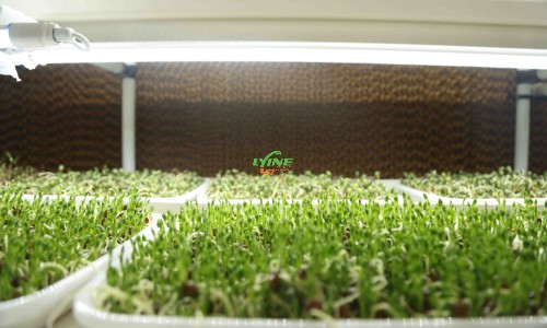  MIcrogreen