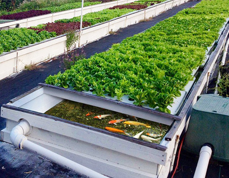 Aquaponics System