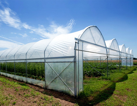 Greenhouse