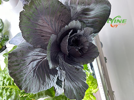  Purple cabbage