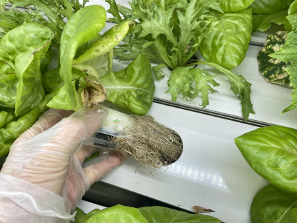 hydroponic vegetable root