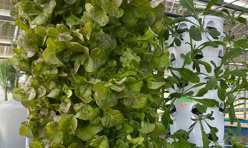 Malta Hydroponic Aquaponics Farm: How to Grow Vegetables in Greenhouse Using Rotating Tower System?