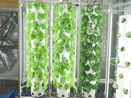 Senegal Aeroponic Tower System