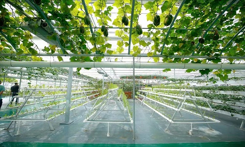 Soilless Cultivation Agricultural Research Base