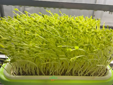 Microgreen