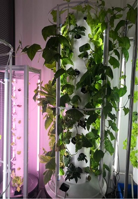 Thailand Hydroponic Tower System