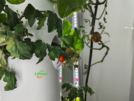 Growing Small Tomatoes Indoors