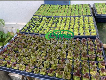 Iraqi customer orders 40 sets of 6P10 hydroponic tower system for greenhouse growing02