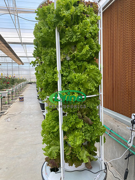 Iraqi customer orders 40 sets of 6P10 hydroponic tower system for greenhouse growing03