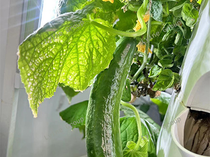 Hydroponic Cucumber