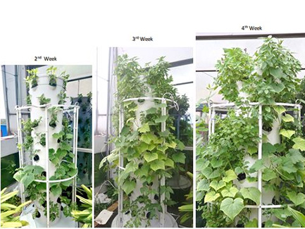 Hydroponic Tower Garden