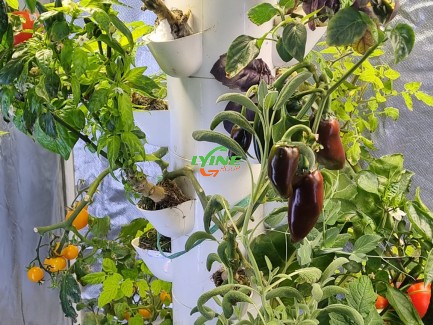 Hydroponic Peppers