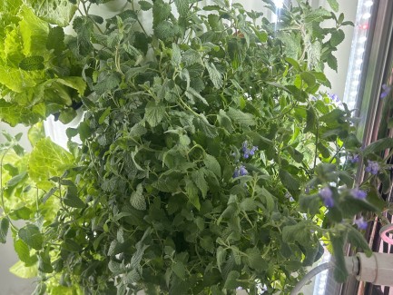 hydroponic tower system