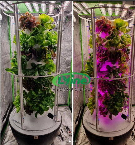  Croatian customer promotes hydroponic tower system in Europe02