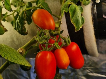 Hydroponic Tower System