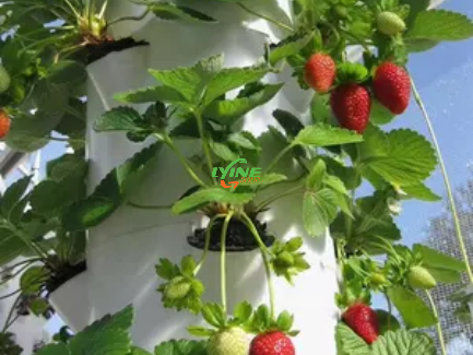 Hydroponic Strawberry System