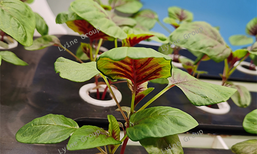 Planting Amaranth