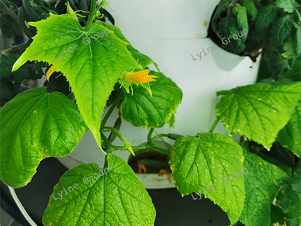 Hydroponic Cucumber