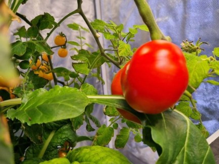 hydroponic tomatoes