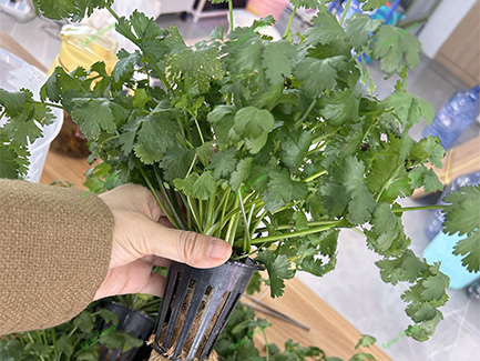 Hydroponic Coriander