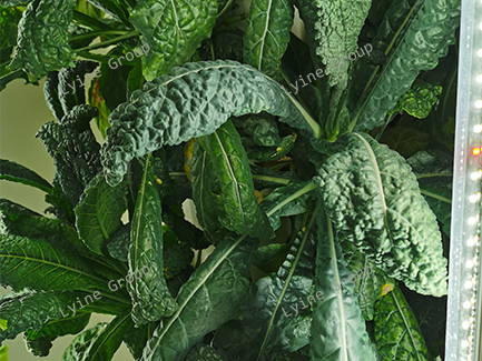 Hydroponic Kale