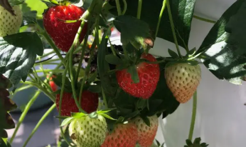 Hydroponic Tower System