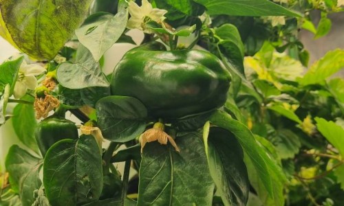 Hydroponic Peppers