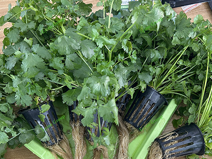 Hydroponic Coriander