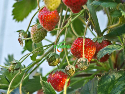 Hydroponic Strawberry System