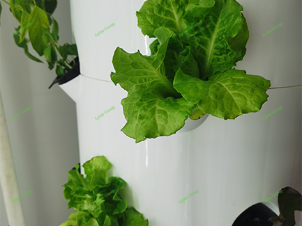 hydroponic lettuce