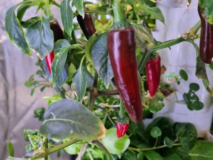 Hydroponic Peppers