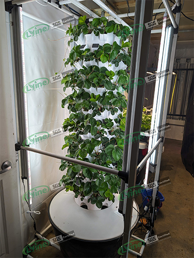 Canadian Customer Hydroponically Growing Vegetables With Our 12P15 Rotating Tower System01