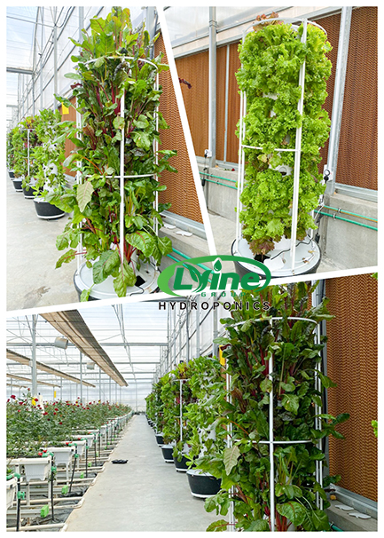Feedback from Iraqi customers on our hydroponic systems03
