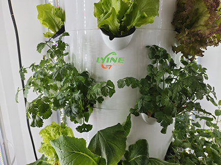 hydroponic vegetables