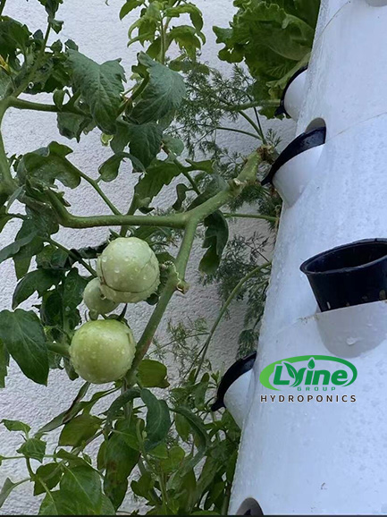 Maldives customer ordered 4 sets of 6P10 hydroponic tower system to grow vegetables02