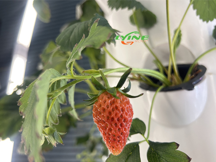 hydroponic strawberry