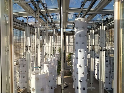 hydroponic plant factory