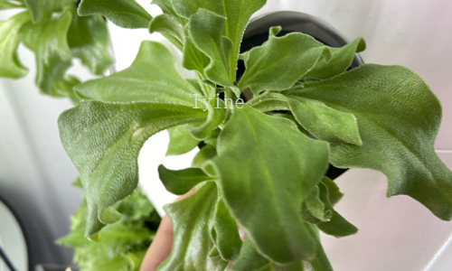  How To Grow Hydroponic Vegetables Indoors?