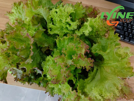 Purple leaf lettuce02