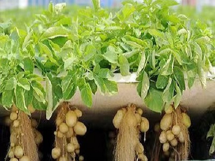 United Arab Emirates Aeroponic Farming