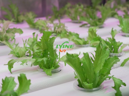 Hydroponic vegetable