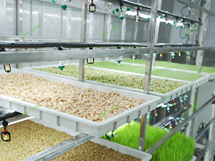Container Hydroponic Fodder