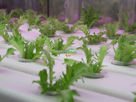 The NFT Hydroponic System
