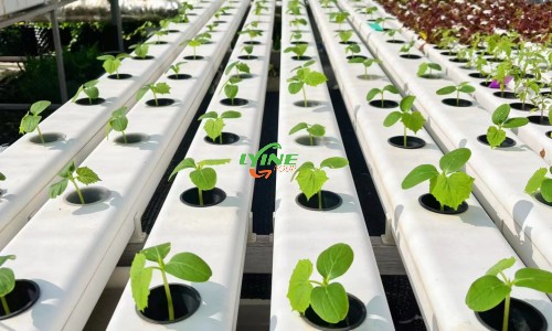 The NFT Hydroponic System