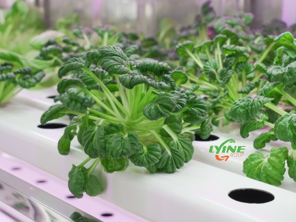 Hydroponic vegetable